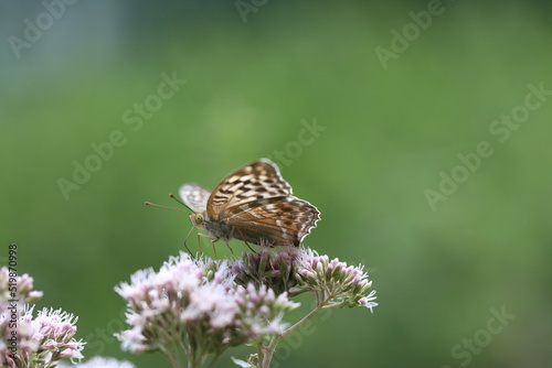 silver variation of a silver-washed fritillary