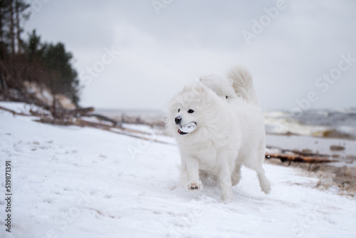 Two Samoyed white dogs are running on snow beach in Latvia photo