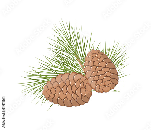 Cedar or pine cones and branch with needles, vector illustration on white background