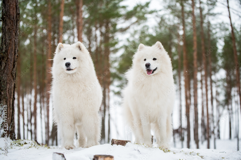Beautiful fluffy two Samoyed white dogs is in the winter forest Beautiful fluffy two Samoyed white dogs is in the winter forest