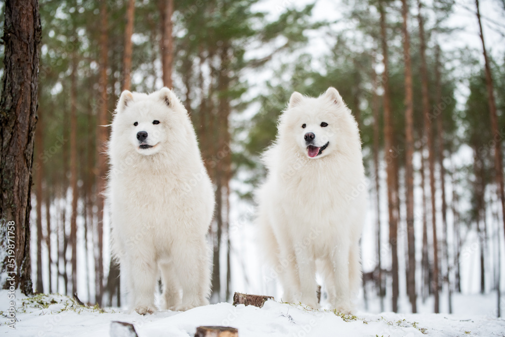 Beautiful fluffy two Samoyed white dogs is in the winter forest