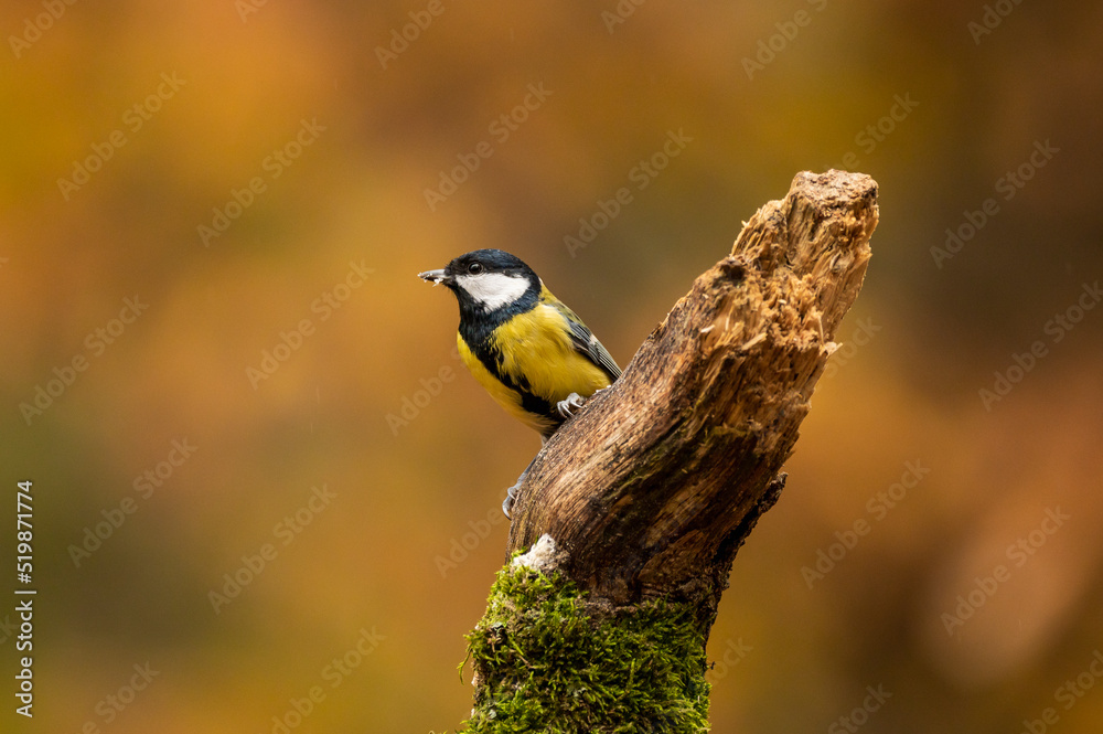 Naklejka premium Great tit sitting on a branch