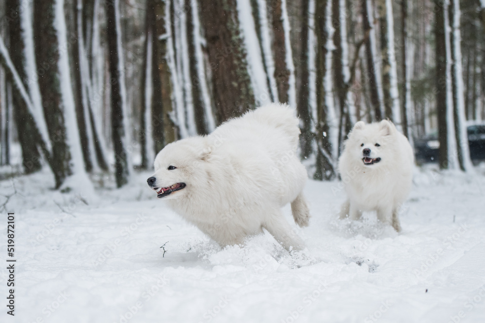 Beautiful fluffy two Samoyed white dogs is playing in the winter forest Beautiful fluffy two Samoyed white dogs is playing in the winter forest