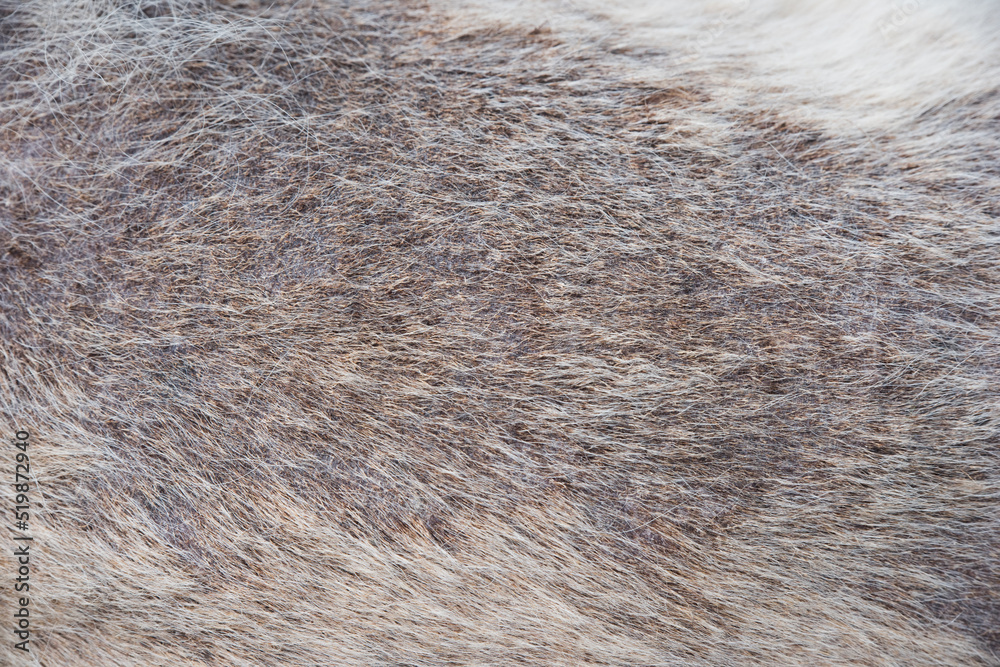 Alopecia disease Samoyed dog. Dermatitis and Itching of Dogs Alopecia disease Samoyed dog. Dermatitis and Itching of Dogs