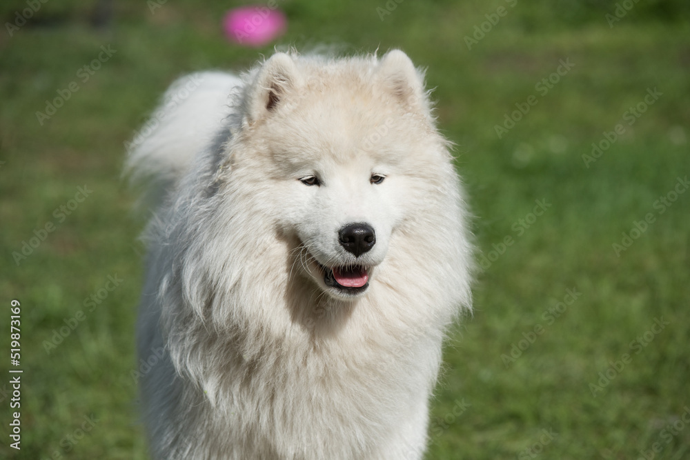 White Samoyed puppy sits on the green grass. Dog in nature, a walk in the park