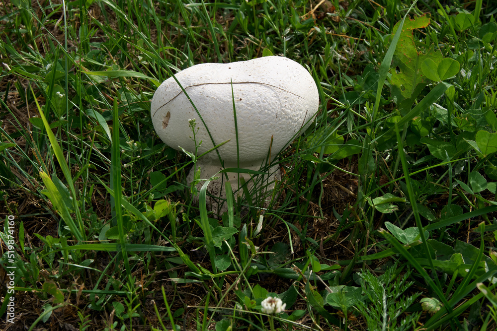 Calvatia cyathiformis is a large edible saprobic species of Calvatia