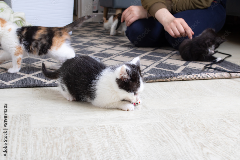 Little black and white kitten playing with mouse