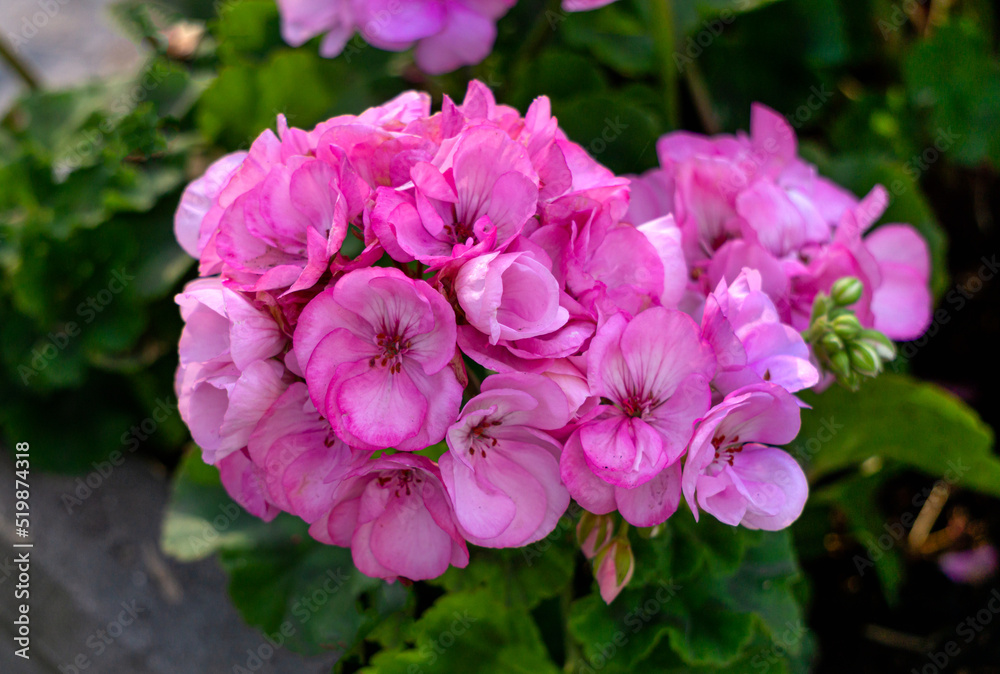 The bright pink bud of royal pelargonium blooms in summer.