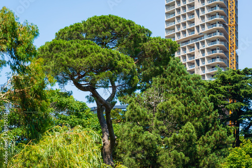 Italian stone pine (Pinus pinea) in the park photo