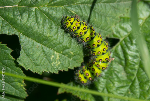 detailed close up of a Small emporer moth caterpillar (Saturnia pavonia)