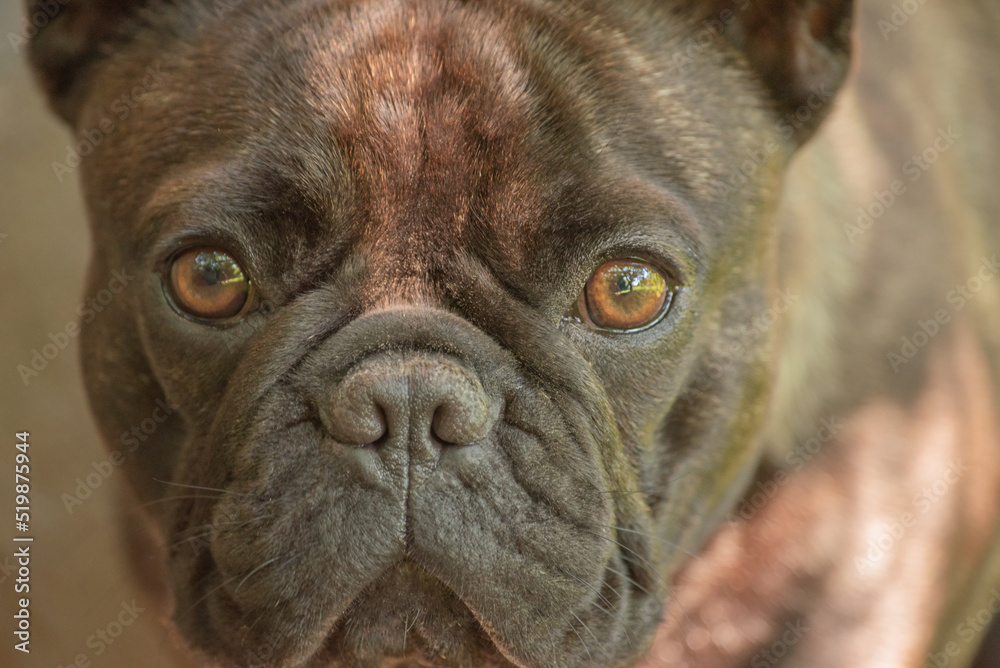 A narrow zone of focus on the eyes. A young dog of the French bulldog breed on a sunny day.