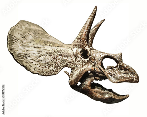 triceratops dinosaur skull