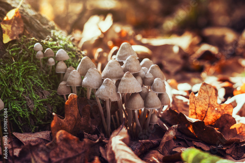 Psilocybe Bohemica mushrooms in the autumn forest among fallen leaves photo