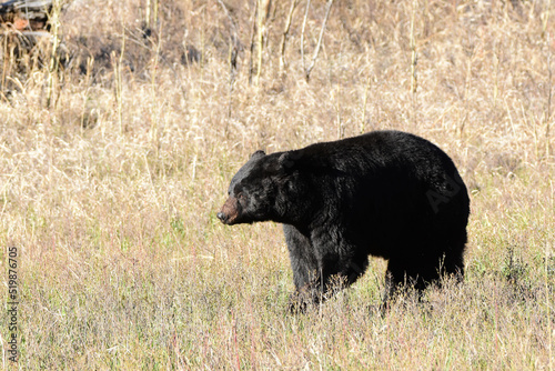 black bear in the dry grass
