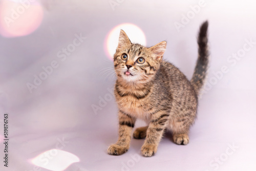 A domestic kitten sits quietly on a homogeneous light background. Close-up, there are no foreign objects in the frame, studio shooting of an animal © Ekaterina Kolomeets
