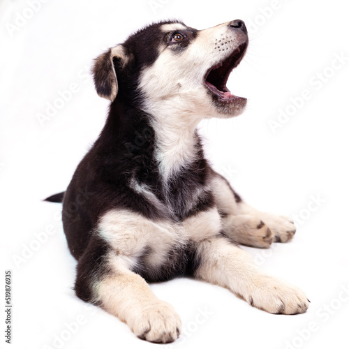 A large half-breed puppy of an Eastern European shepherd poses in the studio. Color black with light tan markings  isolated on a white background