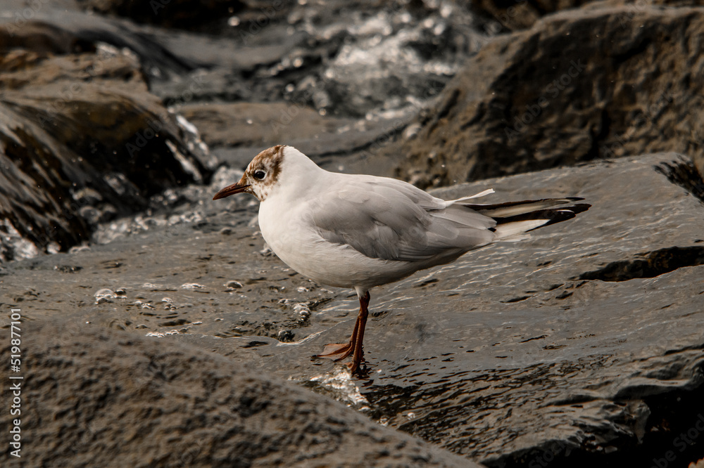 Close-up side view of young black-headed gull standing on stone Close-up side view of young black-headed gull standing on stone