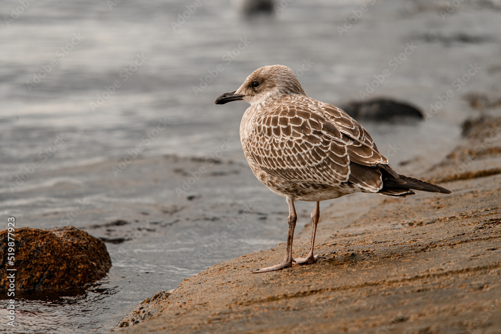 brown mottled seagul on shore. Bird in natural habitat brown mottled seagul on shore. Bird in natural habitat