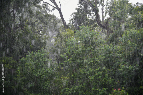 Background of trees in the rain