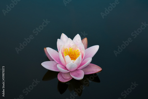 Pink water lily reflects on water