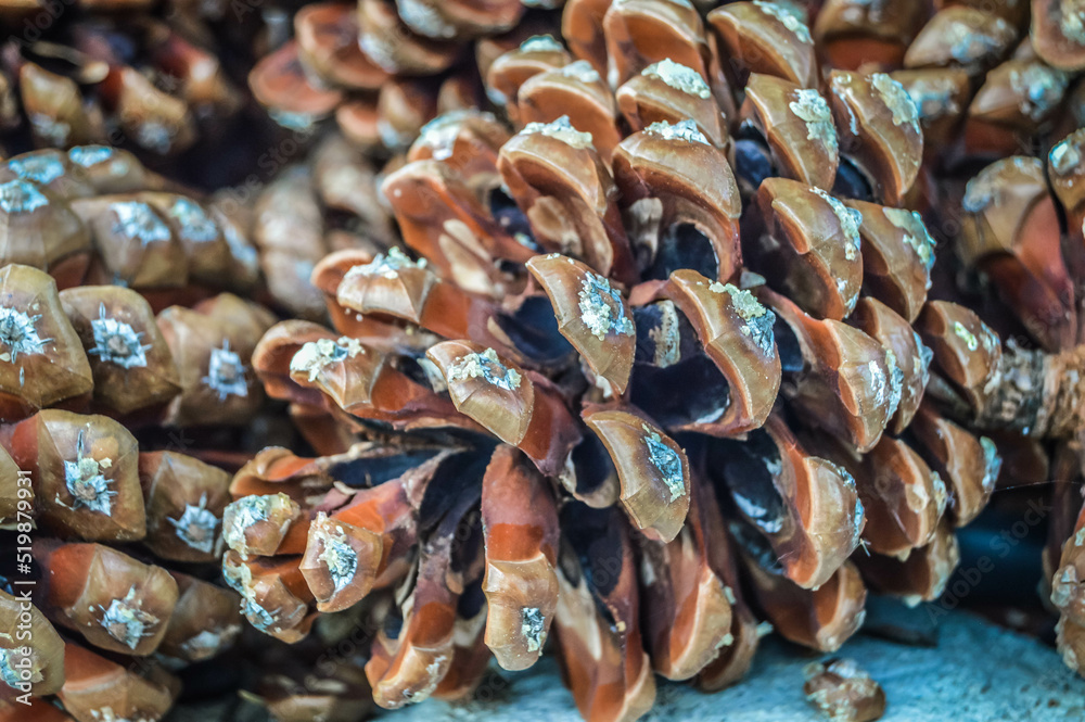 Pinecone and pinions Pinecone and pinions