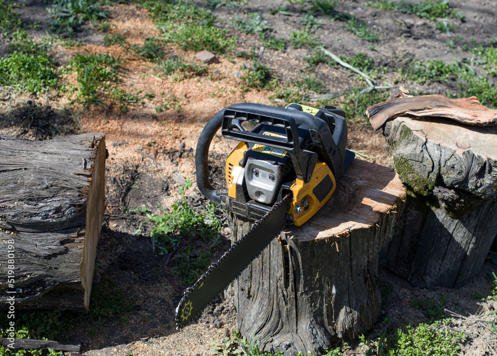 chainsaw in the forest