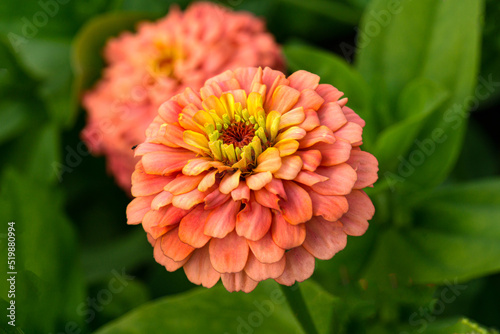 Blooming orange zinnia flower on a green background in a summer photo during summer time.