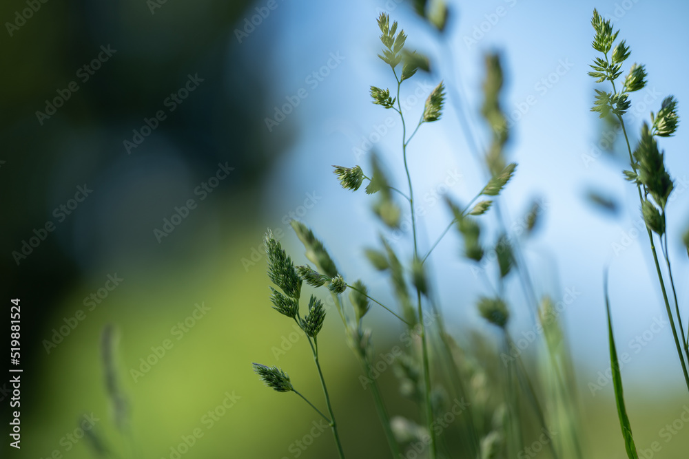 Closeup of hay plants in finnish nature with blurry green and blue background in summer