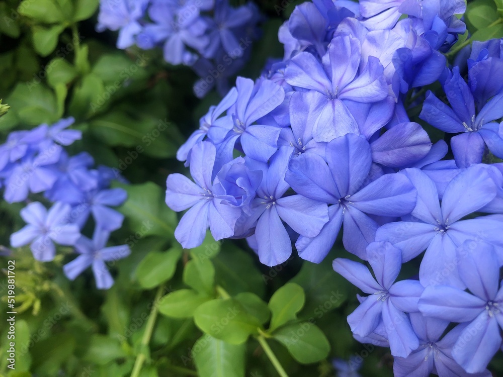 forget me not forget me not