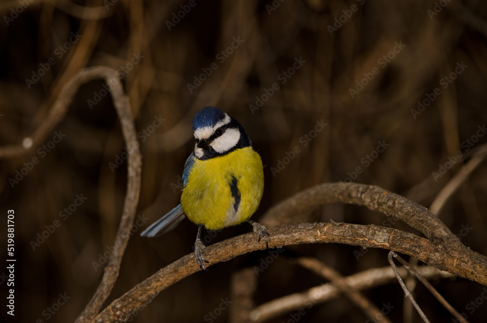 Fototapeta premium African blue tit Cyanistes teneriffae hedwigii. The Nublo Rural Park. Tejeda. Gran Canaria. Canary Islands. Spain.