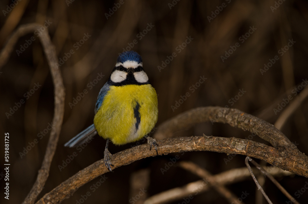 Fototapeta premium African blue tit Cyanistes teneriffae hedwigii. The Nublo Rural Park. Tejeda. Gran Canaria. Canary Islands. Spain.