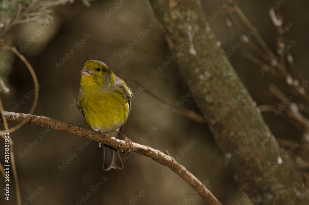 Male Atlantic canary Serinus canaria. The Nublo Rural Park. Tejeda. Gran Canaria. Canary Islands. Spain. Male Atlantic canary Serinus canaria. The Nublo Rural Park. Tejeda. Gran Canaria. Canary Islands. Spain.