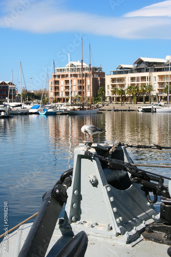 Seagull photo