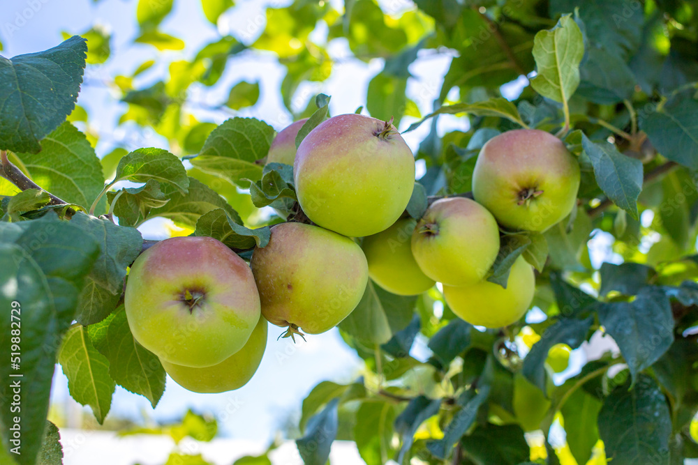 Close up shot of small, unripe, green apple in the branches of the apple tree in orchard Close up shot of small, unripe, green apple in the branches of the apple tree in orchard