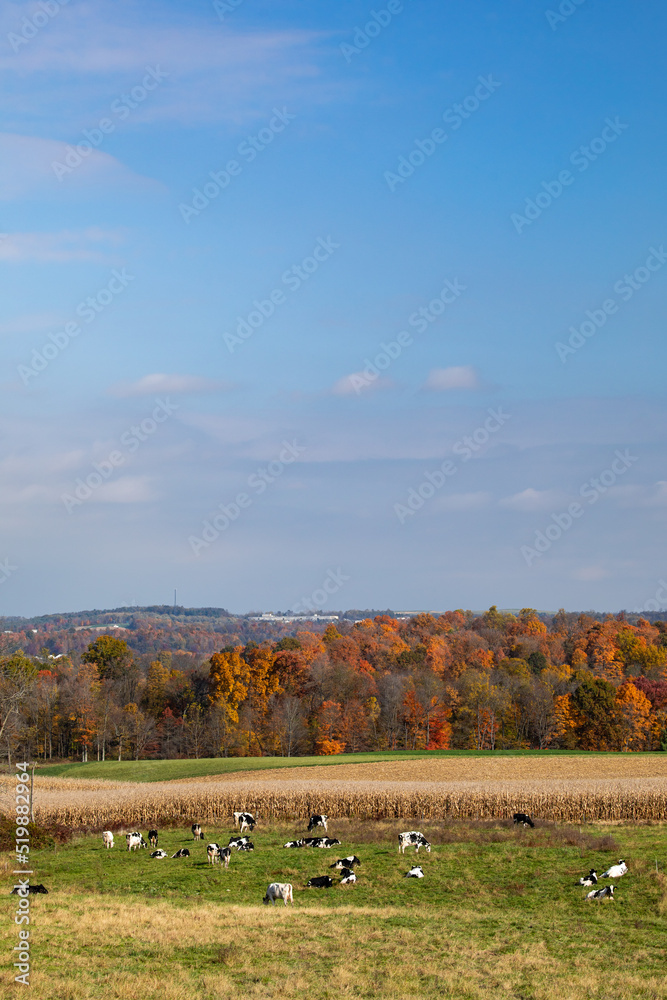 Obraz premium Dairy cows grazing in a pasture near a cornfield in the Autumn countryside in Amish country