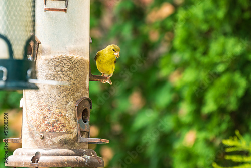 A breeding female American Goldfinch at a backyard feeder. Shot in Toronto's Beaches neighbourhood in July. Room for text right.