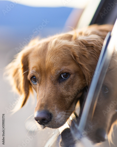 portrait of a golden retriever looking out car window in nice light