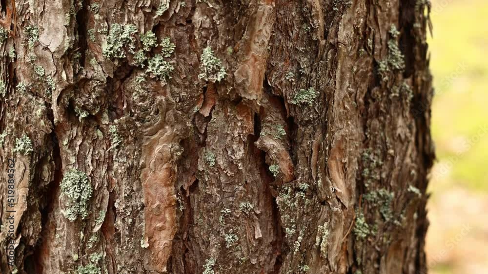 close up of view of the old pine tree bark with moss. Nature elements beauty in mossy summer forest. nature background. close up of view of the old pine tree bark with moss. Nature elements beauty in mossy summer forest. nature background.