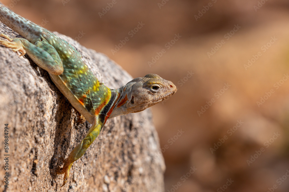 Eastern collared lizard, Crotaphytus collaris, basking in the sun on a