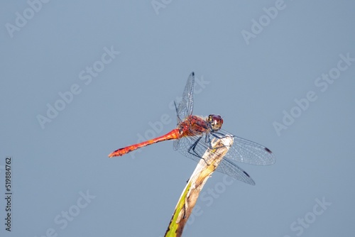 Ruddy darter, Sympetrum sanguineum photo