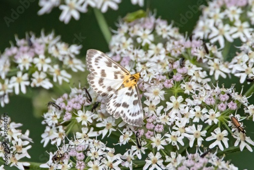A small magpie moth, Anania hortulata photo