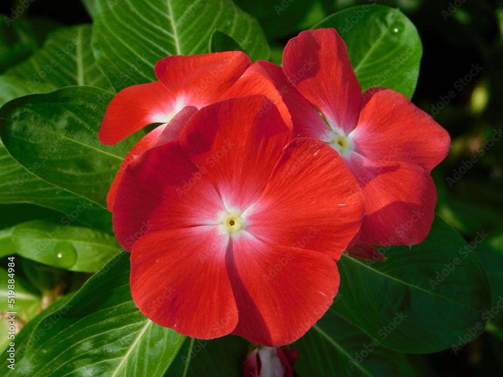 Rosy periwinkle, or Catharanthus roseus, red flowers Rosy periwinkle, or Catharanthus roseus, red flowers
