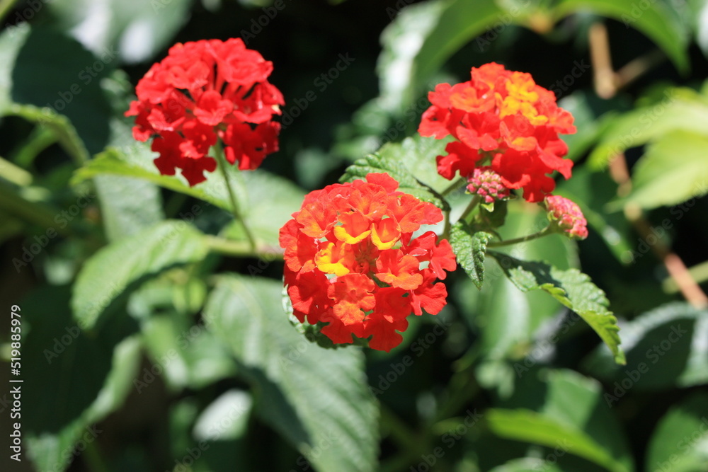 Common lantana (Lantana camara) close-up on a blurred background, Greece, Thasos island Common lantana (Lantana camara) close-up on a blurred background, Greece, Thasos island