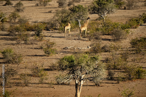 Canvas Print Southern giraffes (Giraffa giraffa) at Mashatu Game Reserve;  Botswana;  Africa