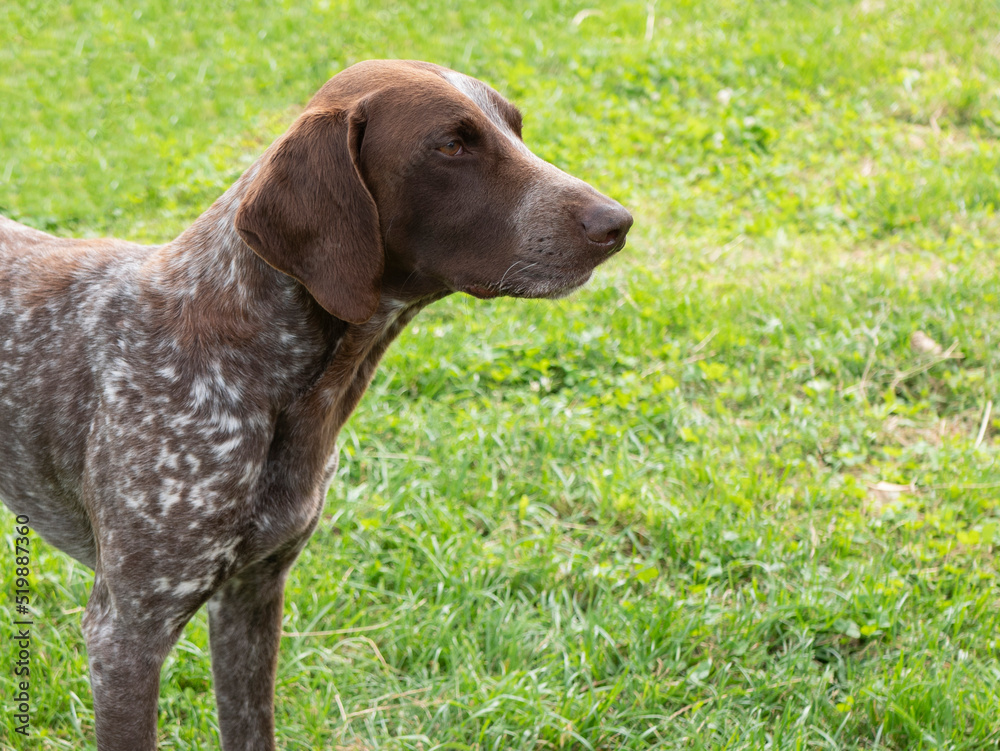 German Shorthaired Pointer, copy space. Pointing dog, hunting breed