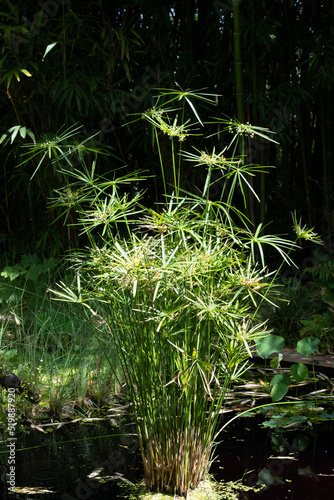 Aquatic Umbrella Plant, Cyperus alternifolius, growing in a pool of water. Photographed in bright sunshine in Chaumont, Loire Valley, France.
