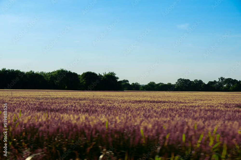 field of lavender