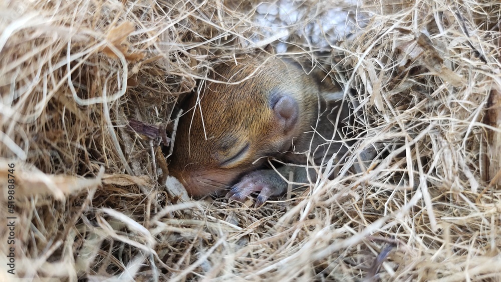 Sleeping newborn wild chipmunk squirrel baby with cute adorable small face cheek, ear, closed eye, nose paw, toes, claws and thumbs isolated on drey or nest made of dry twigs. Rodent head closeup view Sleeping newborn wild chipmunk squirrel baby with cute adorable small face cheek, ear, closed eye, nose paw, toes, claws and thumbs isolated on drey or nest made of dry twigs. Rodent head closeup view