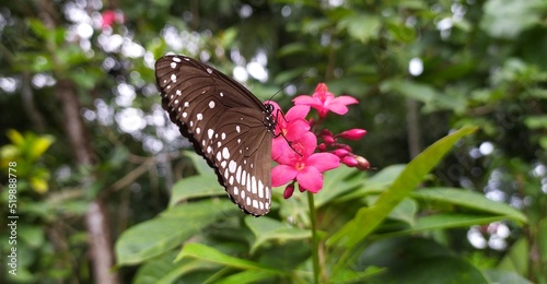 Brown and white color female blue moon hypolimnas anomala bolina butterfly also known as great eggfly or common egg fly drinking nector from pink flower with blurry nature background. Closeup view. photo