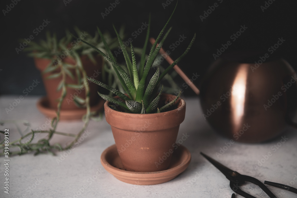 Succulents with copper watering can and gardening scissors on concrete background Succulents with copper watering can and gardening scissors on concrete background